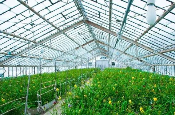 温室大棚内具有疏松土壤透气性好吸水力强.jpg 温室大棚内具有疏松土壤透气性好吸水力强.jpg